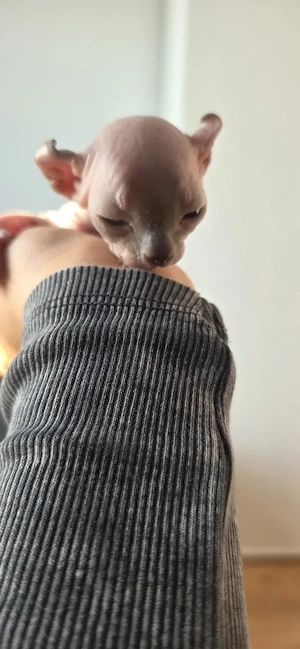 Sphynx Babys 