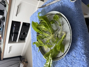 Aquarium Pflanzenanleger