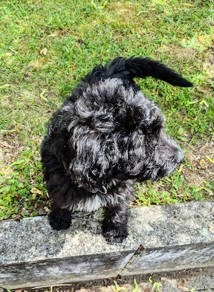 Fröhliches Aussiedoodle-Baby 