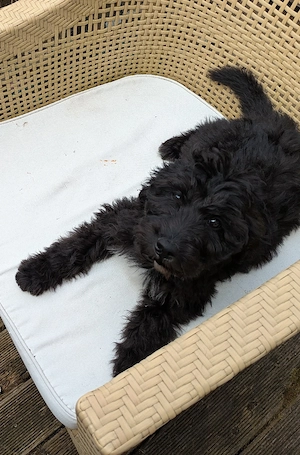 Fröhliches Aussiedoodle-Baby 