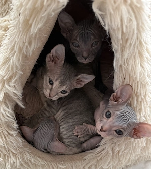 Don Sphynx Kitten 