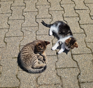 Kätzchen   Kitten   Katzenbabys abzugeben 