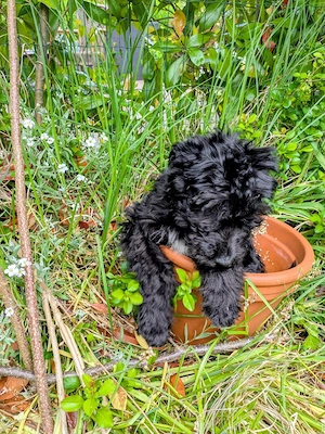 Fröhliches Aussiedoodle-Baby  Bild 5