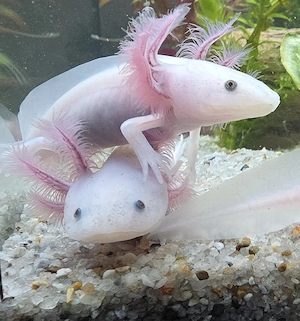 Süße Axolotl, BD-frei   