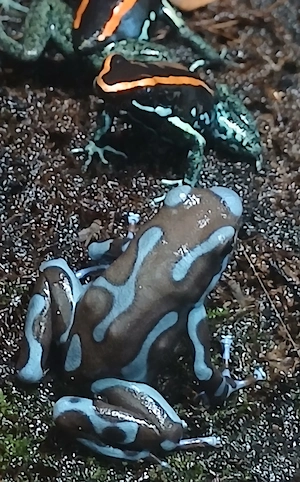 Dendrobates auratus 