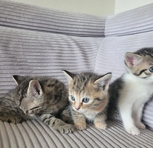 Babykatzen 