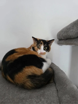 Verschmuste Katze Bella sucht liebevolles Zuhause