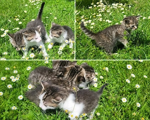 Babykatzen  Bild 3