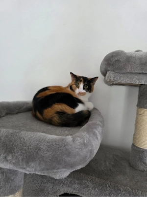 Verschmuste Katze Bella sucht liebevolles Zuhause