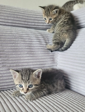 Babykatzen  Bild 4