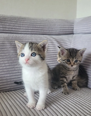 Babykatzen  Bild 2