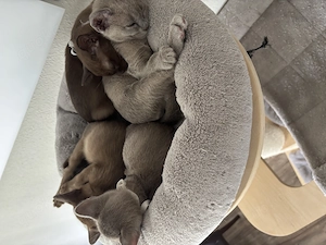 Burma Kitten zu verkaufen 