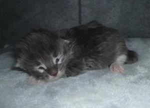 Kitten der Rasse Maine Coon
