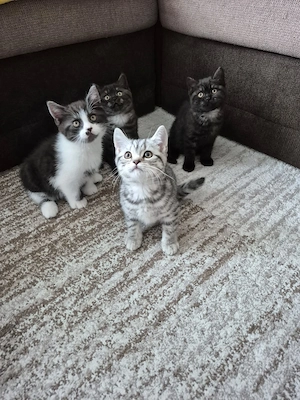 Süße BKH Kitten suchen ein liebevolles Zuhause!