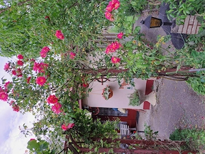 Schrebergarten Kleingarten Parzelle in Bremen Kattenesch zum Pachten Bild 7