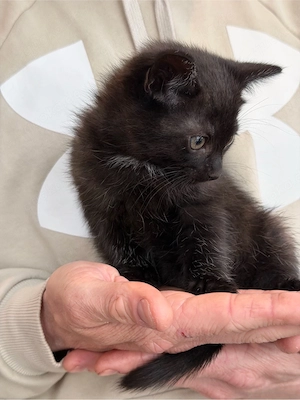 Katzenbaby (Junge) schwarz-schoko mit weißer Brust (Katzenbaby) Bild 3
