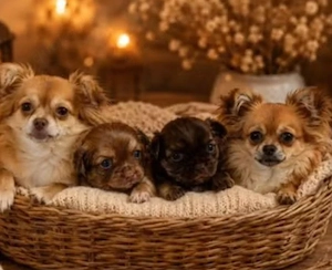 Zu verkaufen: Chihuahua-Welpen   Langhaar       Liebe Chihuahua-Welpen suchen ein warmes Zuhause!   