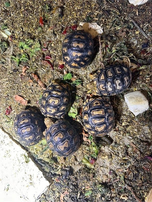 Pantherschildkröte Babys somalia  babcocki  Bild 2