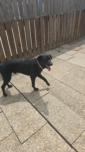 Labrador mischling mix 