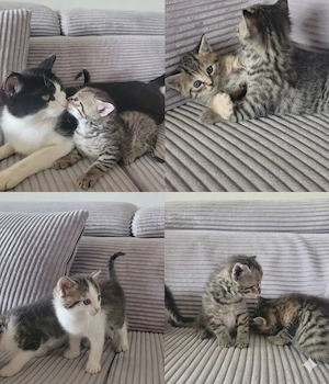 Babykatzen  Bild 5