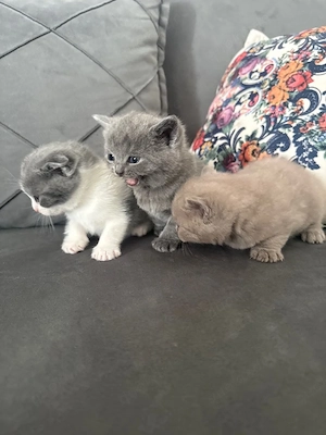 bkh kitten 