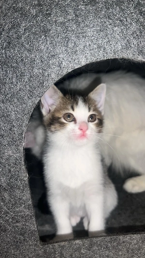 Zuckersüße, verspielte Kitten suchen ein liebevolles Zuhause auf Lebenszeit