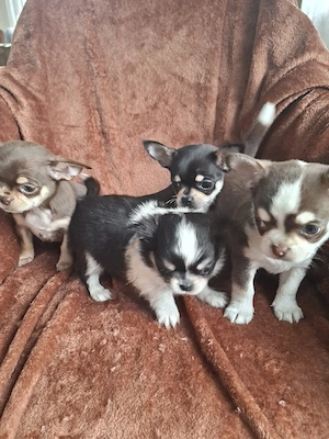 Chihuahua Welpen