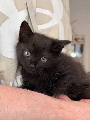 Kitten   Katzenbaby schwarz-schoko (Mädchen)