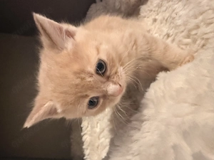 Kitten suchen ein neues Zuhause 
