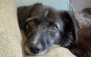  Ignis sucht ruhiges, stabiles Zuhause