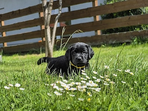 Labrador Retriever Welpen aus VDH LCD-Zucht (FCI)