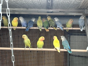 Nestjunge Rosenköpfchen 