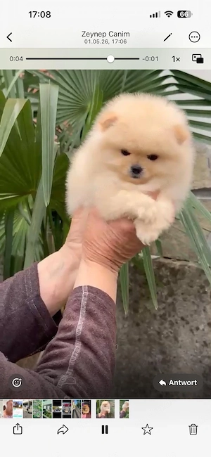 Pomeranian Boo Welpe