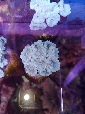  Meerwasser-Korallen-Caulastrea-MINT-Fluoreszierend 