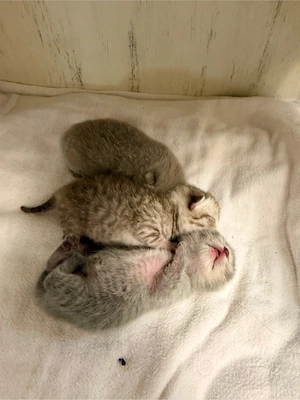 Britisch Kurzhaar Kitten