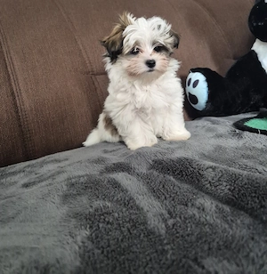 Yorkshire Terrier Welpen 