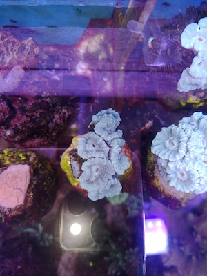  Meerwasser-Korallen-Caulastrea-MINT-Fluoreszierend 