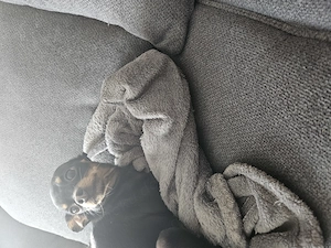 Unsere kleine Bella Toy Terrier 
