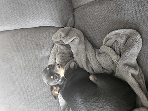 Unsere kleine Bella Toy Terrier 