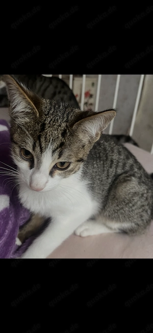 Kitten suchen liebevolles Zuhause