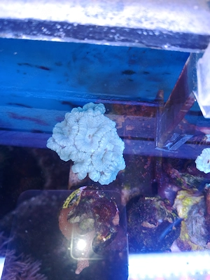 Meerwasser-Korallen-Caulastrea-MINT-Fluoreszierend
