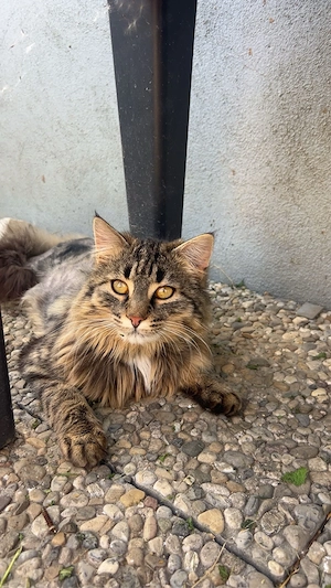 Norwegische waltkatzen mix 