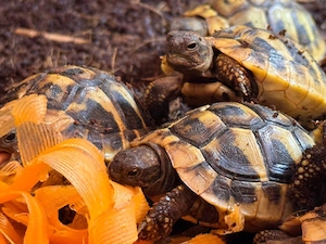 Griechische Landschildkröten NZ 2025 THB