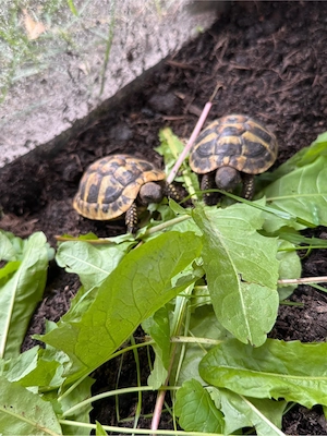 Griechische Landschildkröten NZ 2025 THB Bild 4