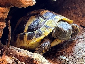 Griechische Landschildkröten NZ 2025 THB Bild 3