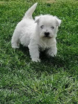 Wunderschöne West Highland White Terrier Hündin Welpe, Westie Welpen