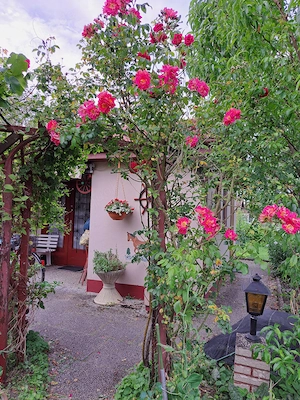 Schrebergarten Kleingarten in Bremen Kattenesch zum Pachten Bild 6
