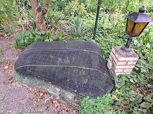 Schrebergarten Kleingarten in Bremen Kattenesch zum Pachten Bild 10