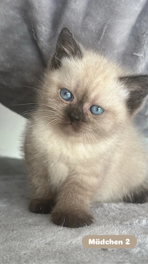 BKH Kitten *Nur noch 3*