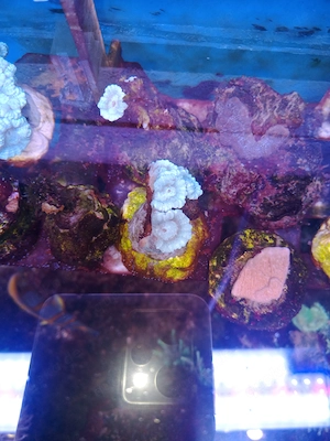 Meerwasser-Korallen-Caulastrea-MINT-Fluoreszierend